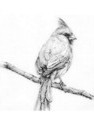 cardinal bird